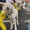 The Dos and Don'ts of Bringing Your Pet to Festivals in Northumberland County, PA