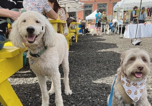 The Dos and Don'ts of Bringing Your Pet to Festivals in Northumberland County, PA